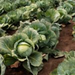 beerakaya / ridge gourd